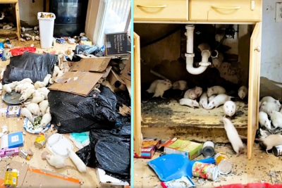 В США волонтеры спасли 150 крыс, наводнивших жилой дом